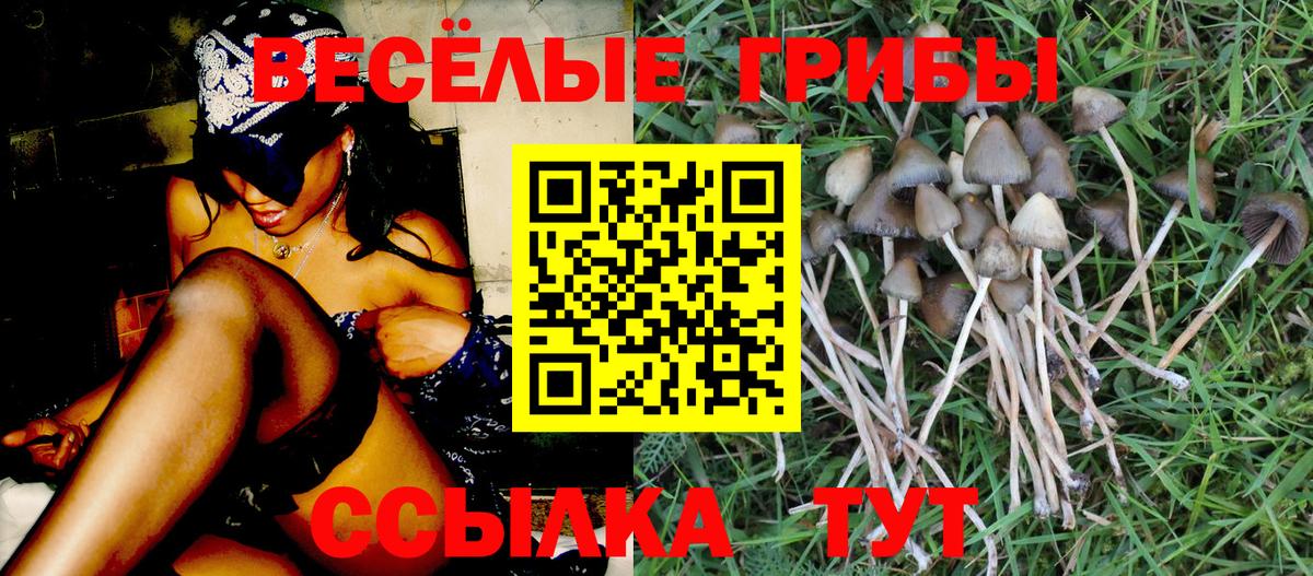 Галлюциногенные грибы Psilocybine cubensis Пугачёв